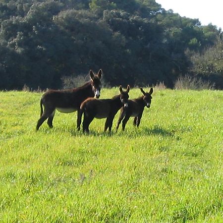 Oliver Moragues Grandhouse & Vineyard Algaida  Bagian luar foto